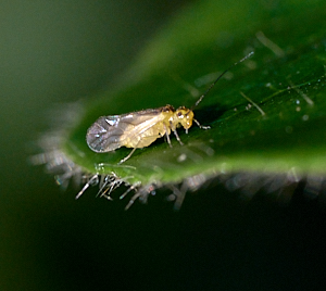 Close up of yellow fly on leaf edge