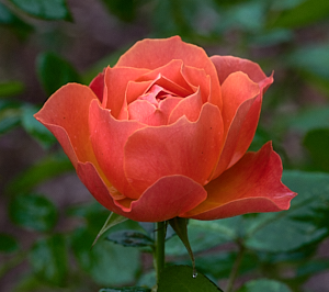 Red / orange fellowship rose