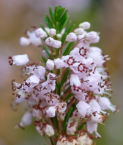 Close up of heather flowers