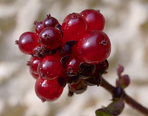Red honeysuckle fruits