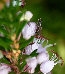 Small black fly on heather