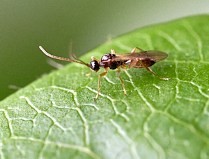 Small black fly on leaf