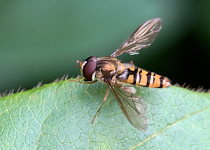 Hoverfly on leaf
