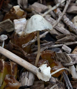White mushroom on tree bark mulch