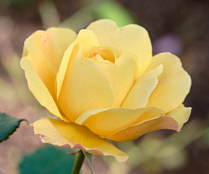 Yellow rose in bloom