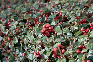 Berries on cotoneaster.