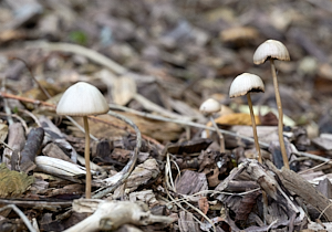 Mushrooms on wood chippings