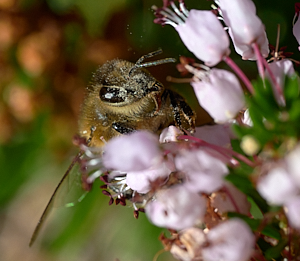 Insect covered in pollen on heather
