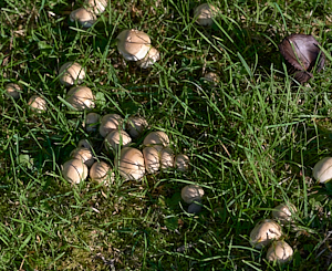 White mushrooms in the grass