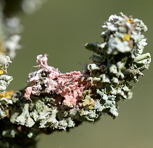 Pink lichen amongst grey and yellows.