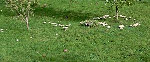 Circle of white mushrooms around goat willow.