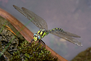 Female Southern Hawker dragonfly