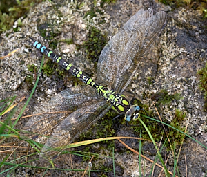 Female Southern Hawker dragonfly