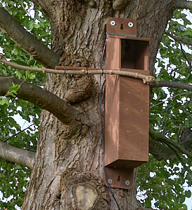 Tawny Owl box positioned in tree