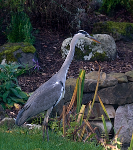 Grey heron standing as edge of garden pond.