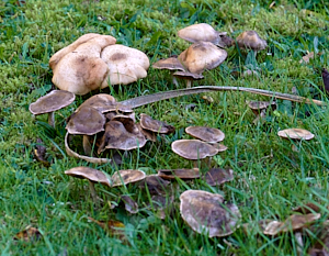 Cluster of mushrooms in garden lawn