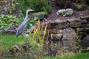Grey heron standing on edge of garden pond