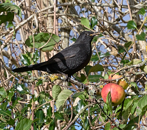 Male blackbird eating apple in tree