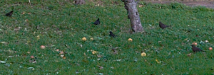 Five blackbirds eating apples on the ground