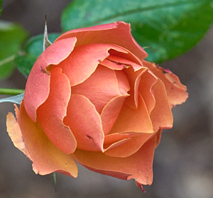 Fellowship rose in flower