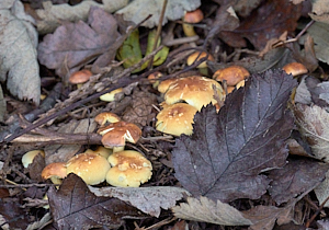 Fungi in leaf litter
