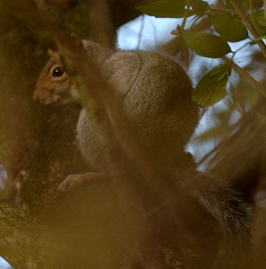 Grey squirrel hiding in tree
