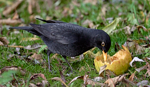 Male blakcbird eating apple on ground