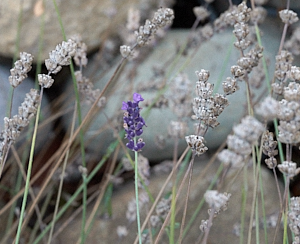 Solitary bloom of lavender