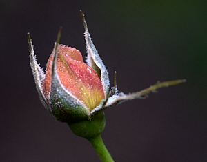 Frost on a rose bud