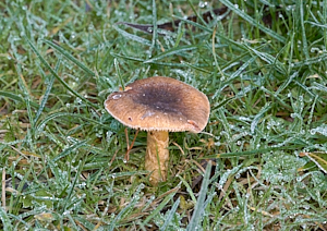Single mushroom in ice