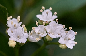 White flowers onbush