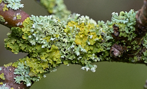 Lichens growing on an apple tree