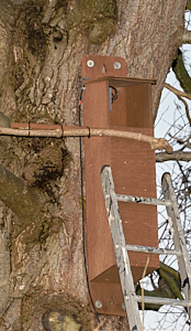 Ladder resting against owl box high in tree
