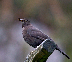Female blackbird on perch