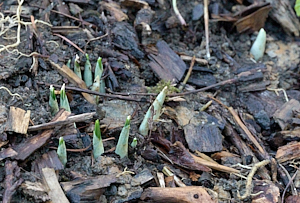 Crocus stems appearing above ground