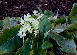 Primrose in flower despite the time of year