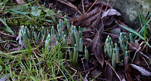 Snowdrop stems appearing above ground