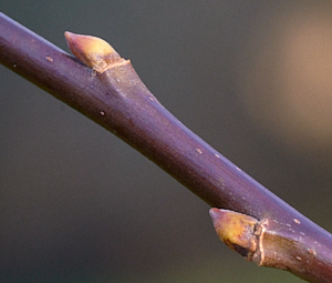 Goat willow buds