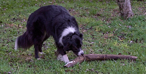 Black & white collie dog with log