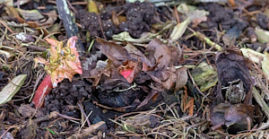 First signs of rhubarb above ground