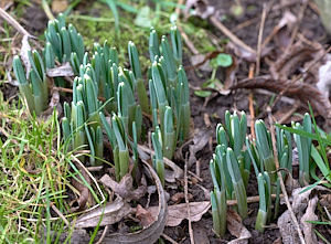 Snowdrops appearing above ground