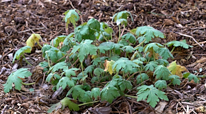 Geranium plant