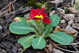 Red flowered bedding plant