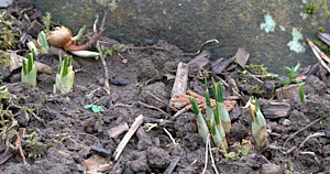 Crocus plants appearing above ground