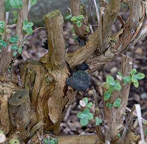 Black fungus growing on buddleia