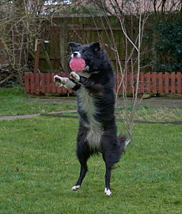 Black and white collie leaping for red ball