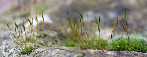 Close up of moss growth on stones