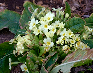 Primrose in flower in January