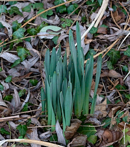 Daffodils appearing above ground