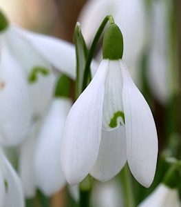 Close up of Snowdrop flower